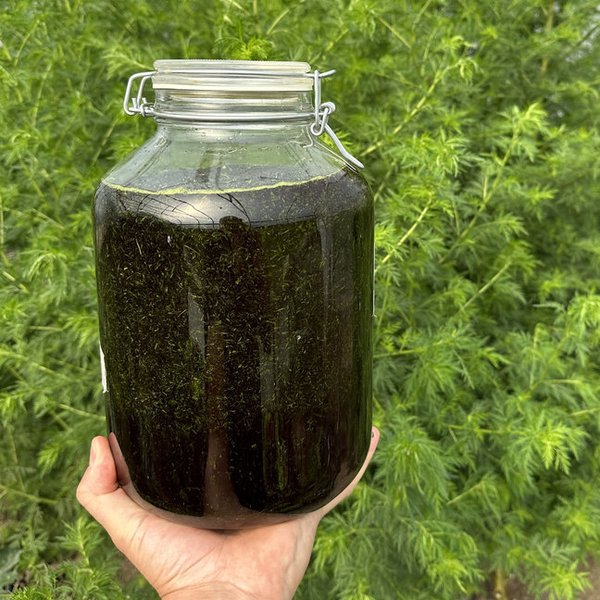 Artemisia annua 10% Extrakt Auszug mit DMSO - einjähriger Beifuss 100ml