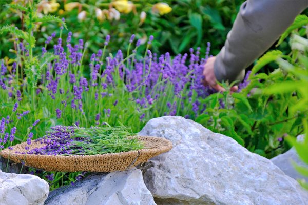 Lavendel Bio ätherisches Öl Frankreich 100% natürlich